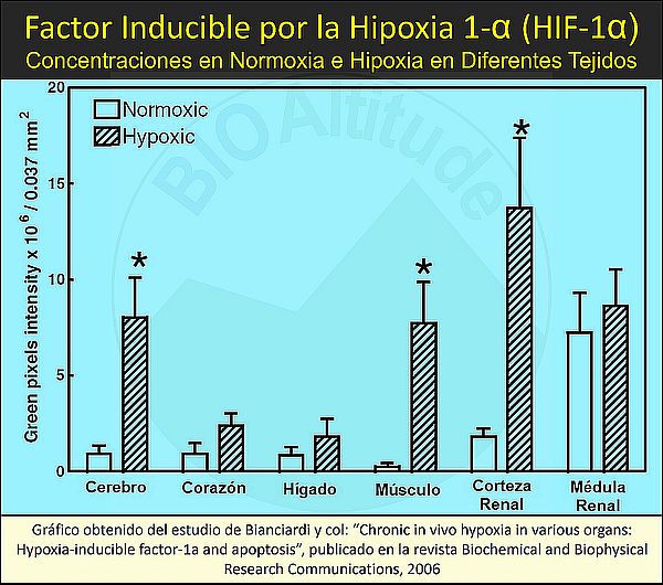 HIF-1 evolution of cellular oxygen concentration