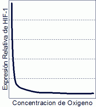 evolucion HIF-1 concentracion oxigeno celular