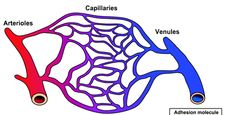 hipoxia HIF-1 vascularizacion