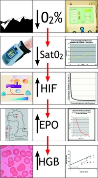 hypoxie naturelle artificielle diminution de la concentration artrielle en oxygne saturation hif epo hmoglobine