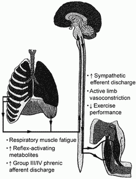 reflejo metabolico entrenamiento respiratorio