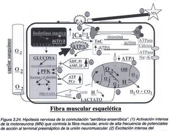 fuerza bases programacion rendimiento entrenamiento fisico musculacion halterofilia