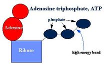 ATP enlace alta energia musculo contraccion