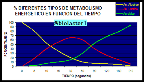 metabolismo energia anaerobico alactico lactico aerobico